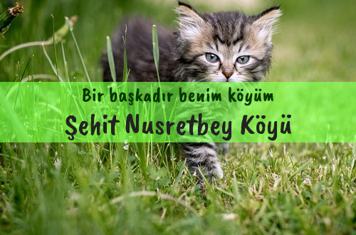 Şehit Nusretbey Köyü